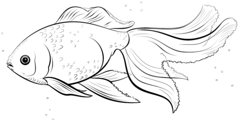 Oranda Goldfish  Coloring Page